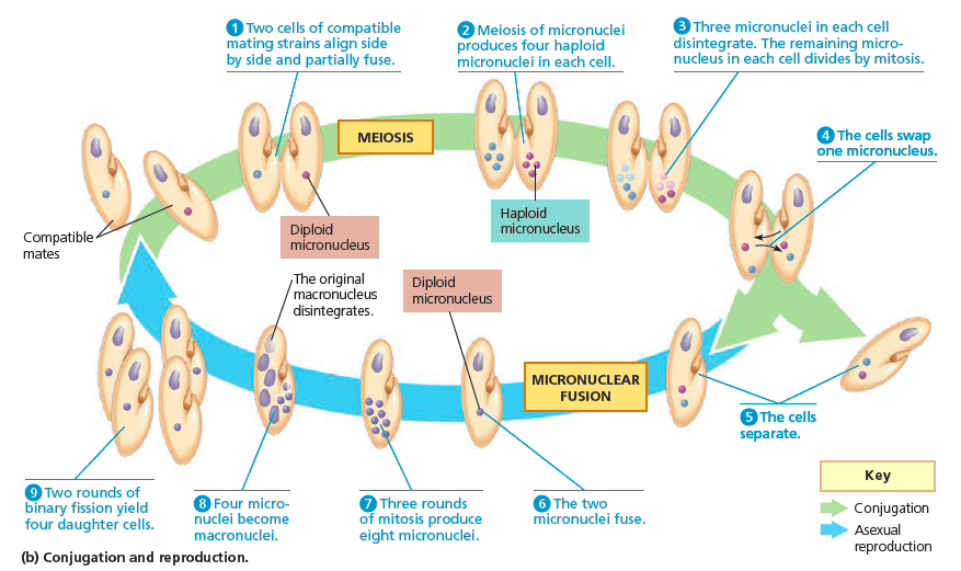 Ayollar ishtirokidagi porno film Porno yulduzlarning porno videolar toplami